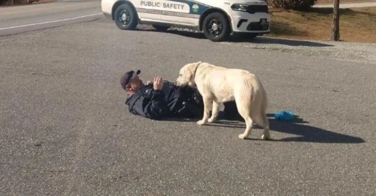 A Timid Stray Dog Declines Rescue Until Her Compassionate Rescuer ‘Faints’