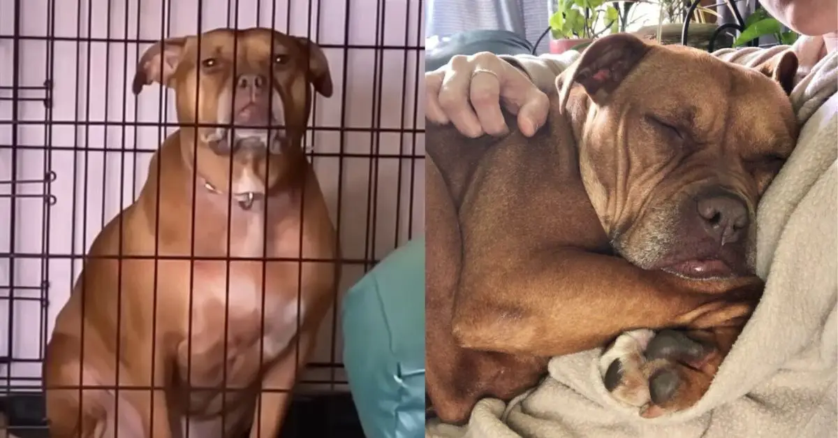 A joyful dog, who spent her entire life confined in a cage, cannot contain her happiness now that she has been liberated