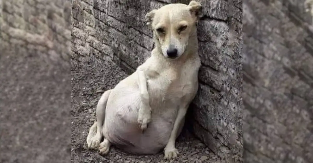 A Dog Left Behind Near a Factory Stuns Rescuers with Her Significant Secret