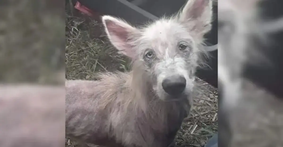 A neglected and famished dog approaches a truck driver, seeking rescue and assistance
