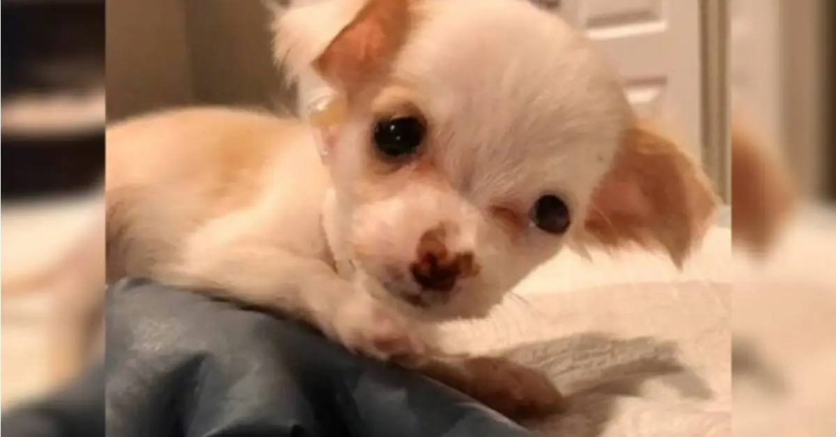 The puppy’s lament resonated as she grieved for her lost family after being discarded from the vehicle