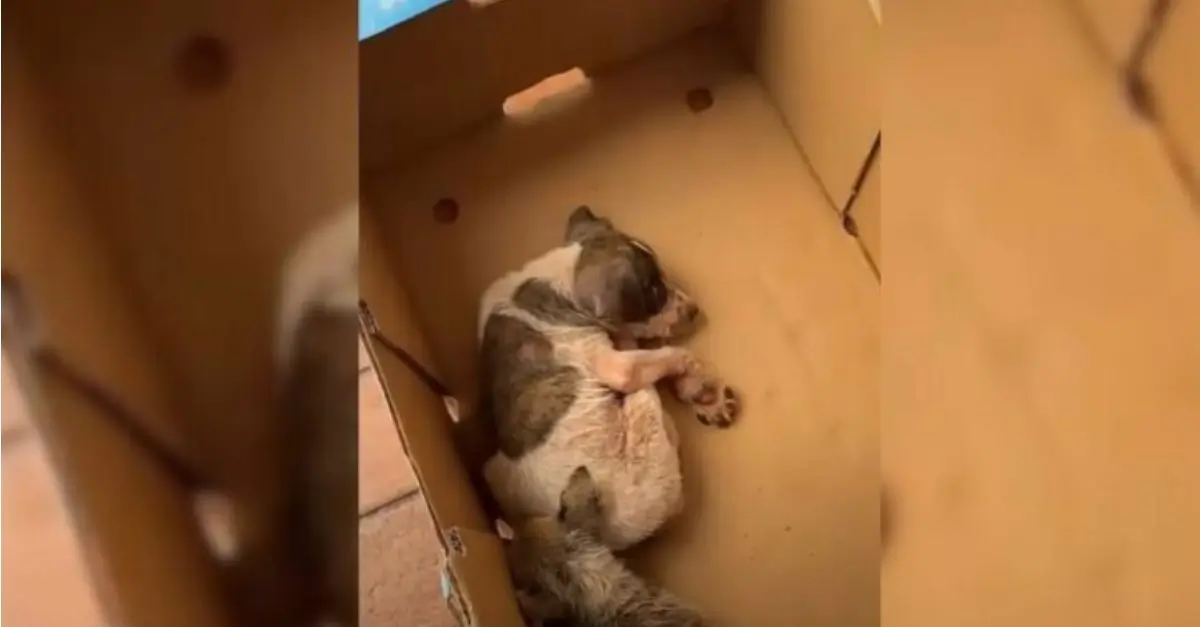 A woman hears cries emanating from a box adjacent to a trash can, leading her to uncover a profoundly distressing revelation