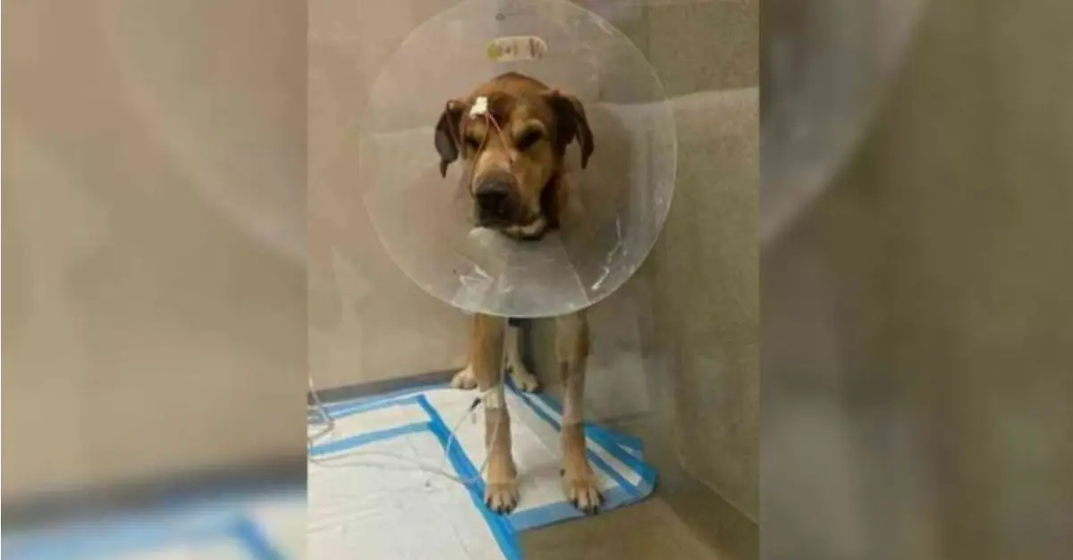 A puppy with damaged heart and lungs was abandoned at a shelter, its owner refused to take it home