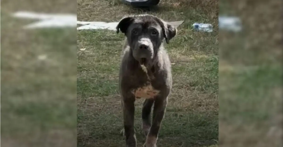 A hopeful stray dog musters the courage to enter a stranger’s home, seeking the love he believes he rightfully deserves