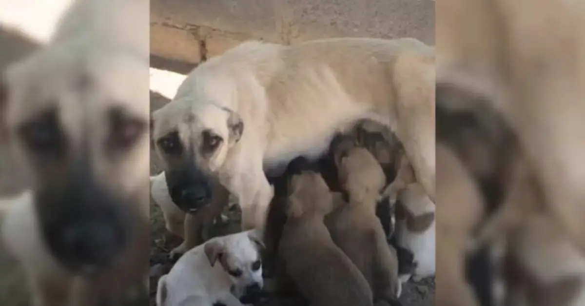 The owner was unable to provide care for her mother dog and her eight puppies, prompting the intervention of rescuers