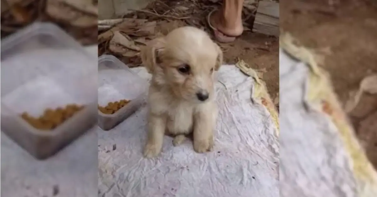 A Compassionate Woman Discovers an Astonishing Surprise Beside a Building and Quickly Moves to Assist