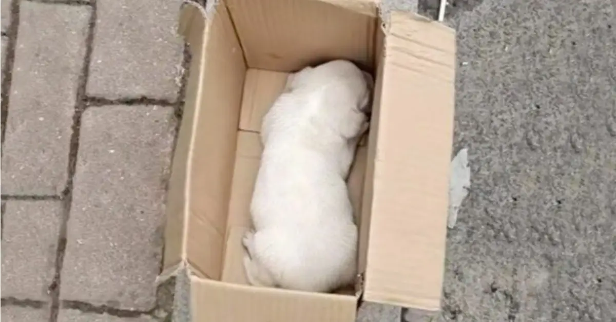 A man was heartbroken when he found a puppy shaking and whimpering inside a small box