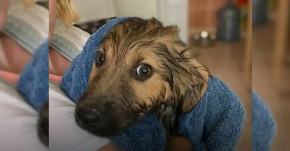 The owner observed that her puppy was easily frightened by various stimuli, prompting her to devise an ingenious method to assist him