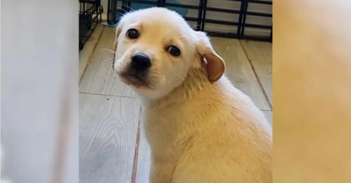 Rescuers assisted this charming puppy in locating a foster home, leading to a transformative change in her life