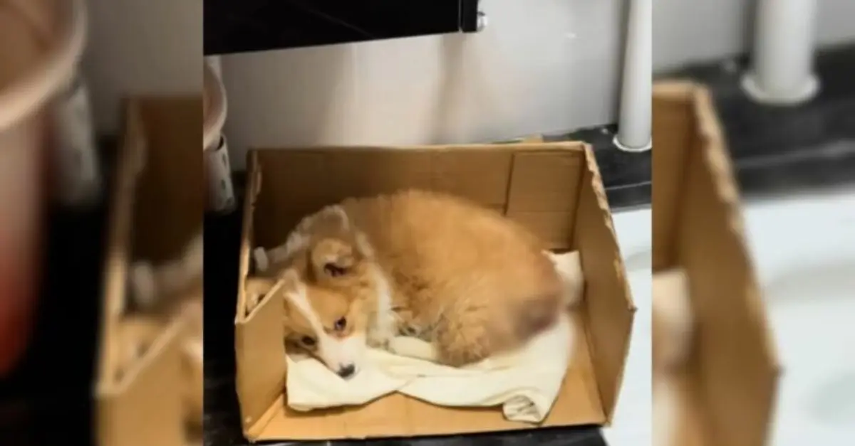 A puppy residing near a construction site experiences relief when rescuers arrive to provide assistance