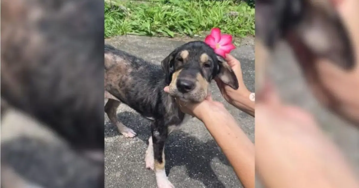 Skinny Puppy Identified with a Severe Skin Condition Experiences a Remarkable Transformation