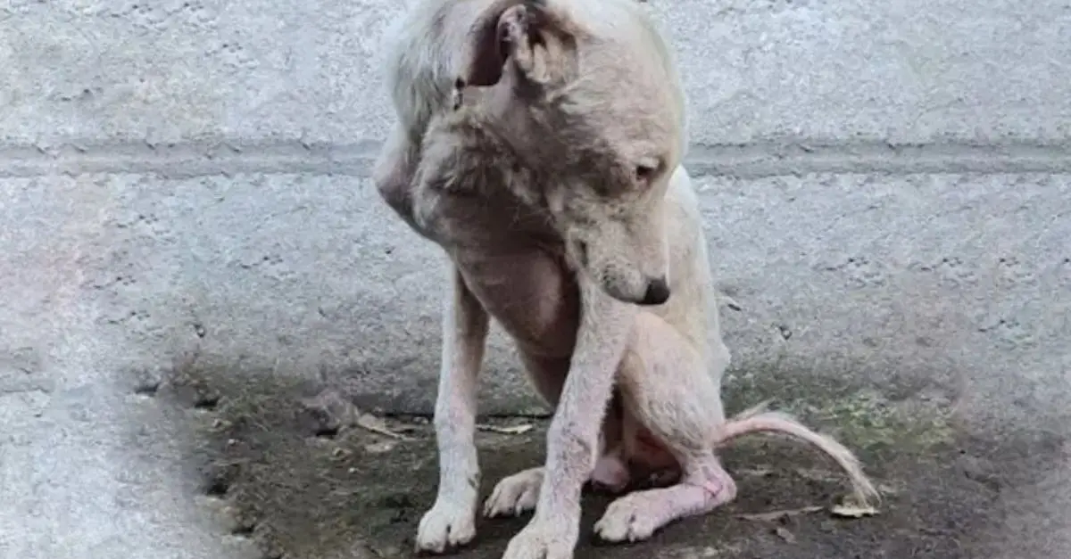Poor dog abandoned in the dump now has a warm home