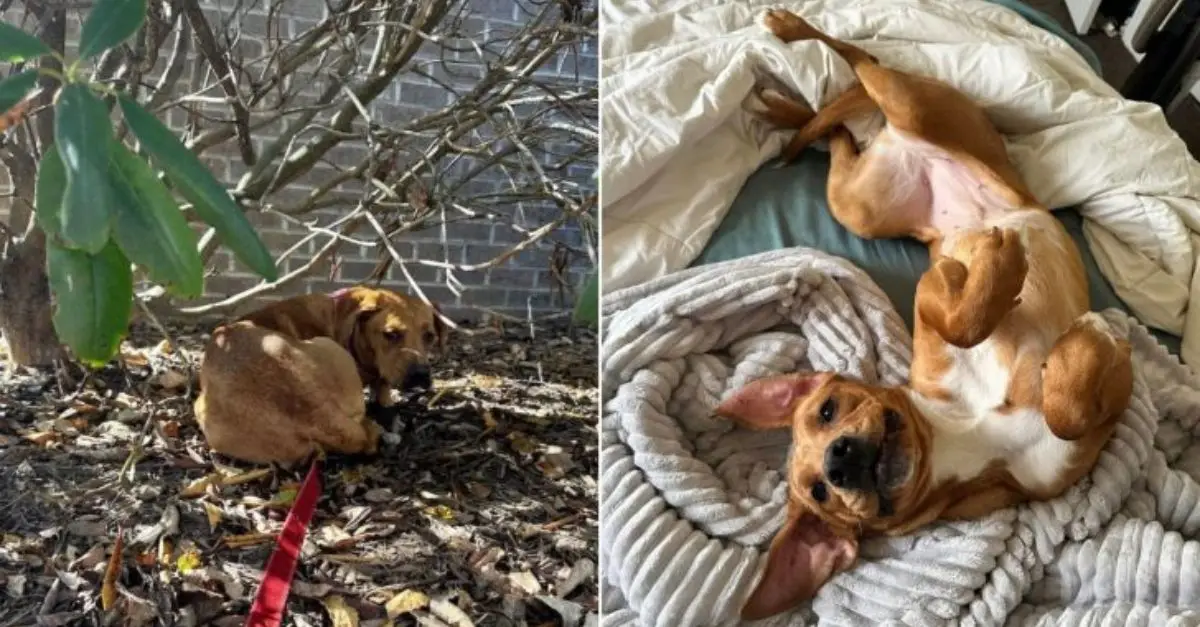 A timid dog begins to emerge from her shell upon discovering the true essence of love