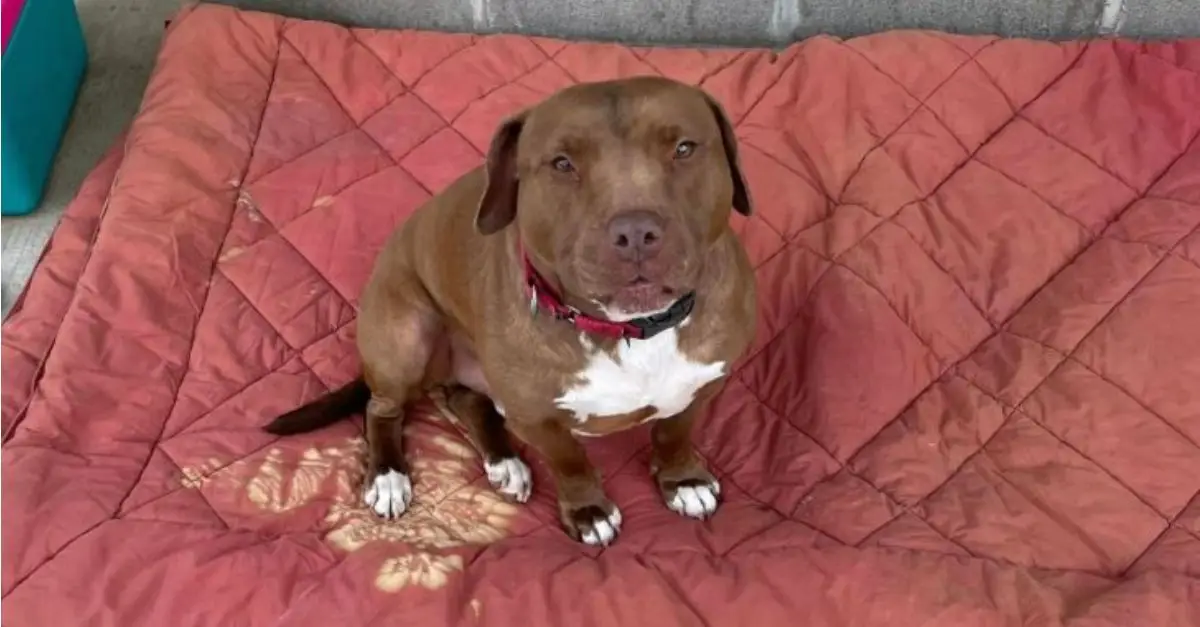 A Timid Dog, Who Resided Over 1000 Days in the Shelter, Finds Comfort in the Embrace of Her New Father