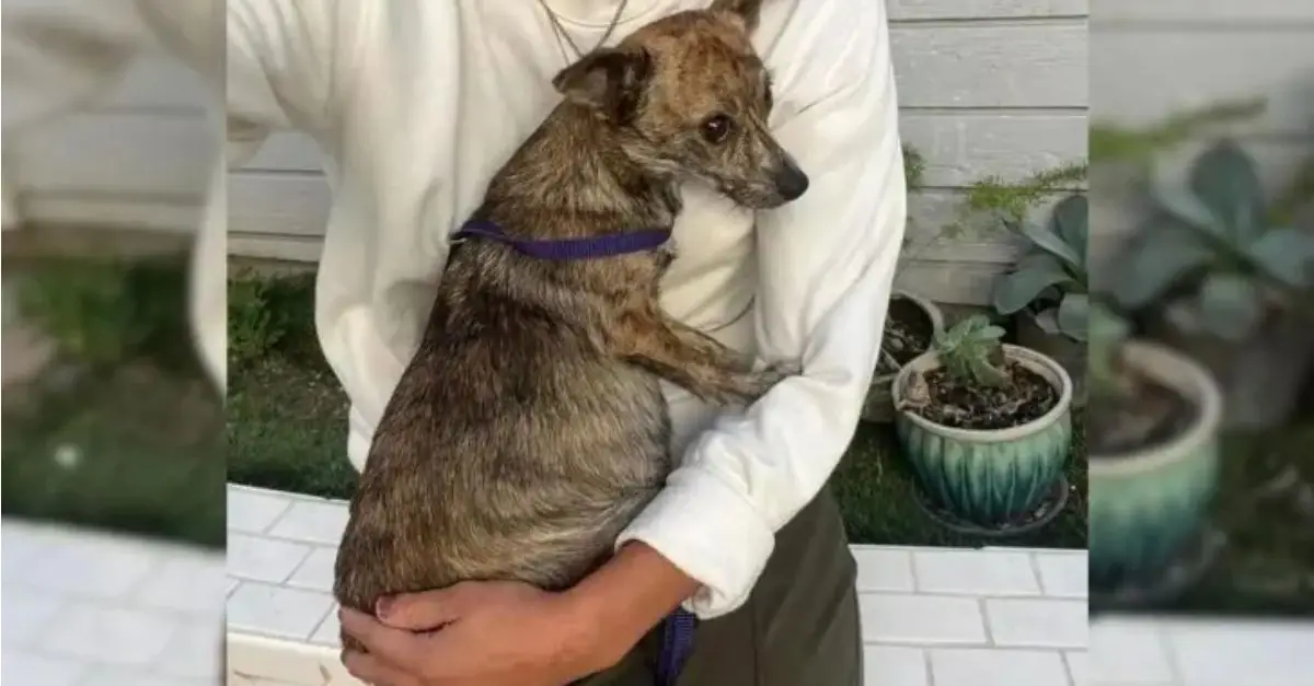 Rescuers successfully saved a pregnant dog, but later discovered that the father dog was also at the shelter