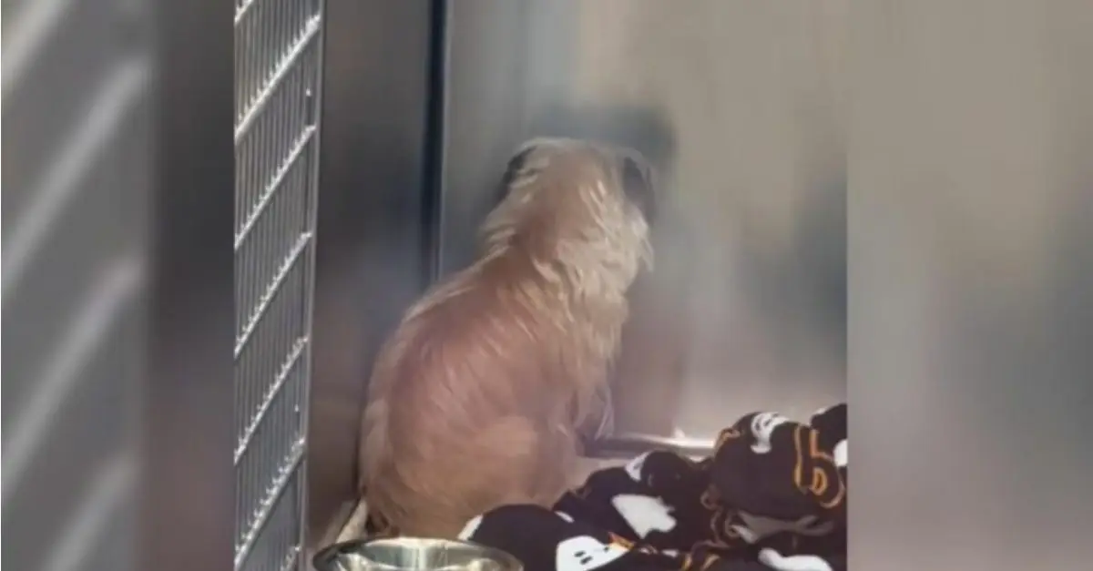 A despondent shelter dog remains seated against the wall for hours, having lost all hope of being adopted