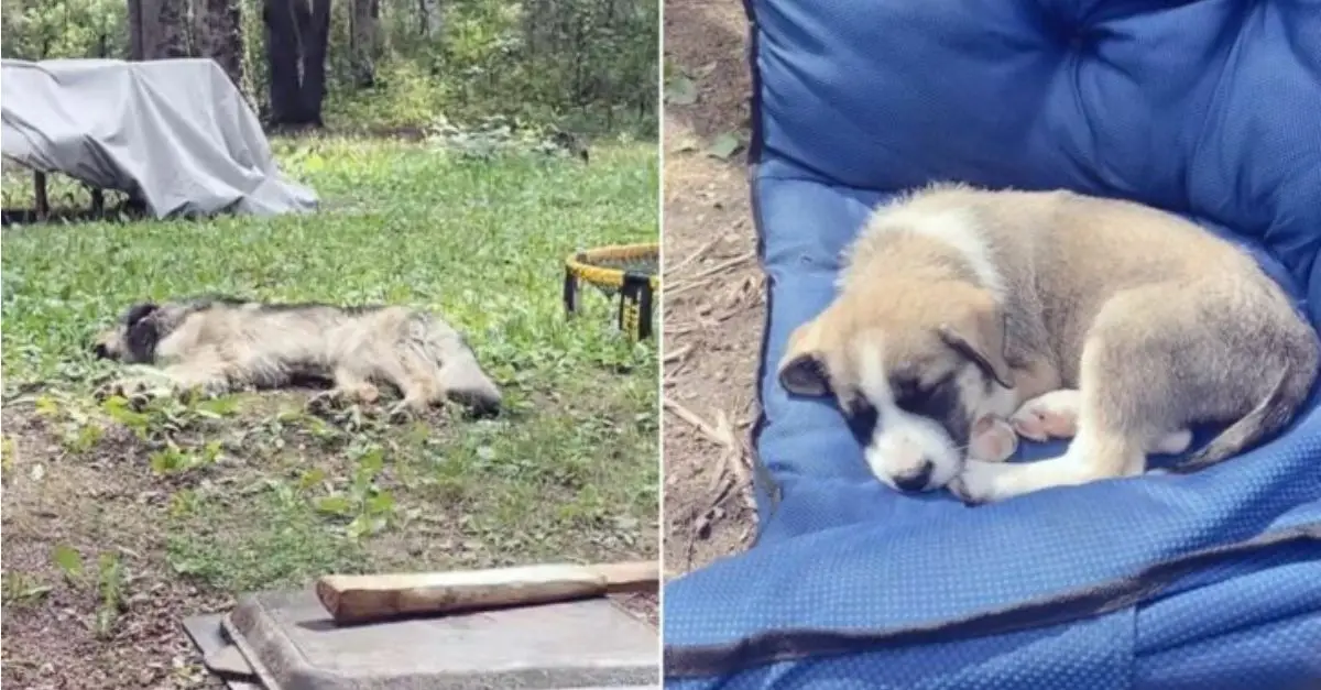 A family embarks on a camping trip with their dog, only to be unexpectedly blessed with the arrival of two additional puppies