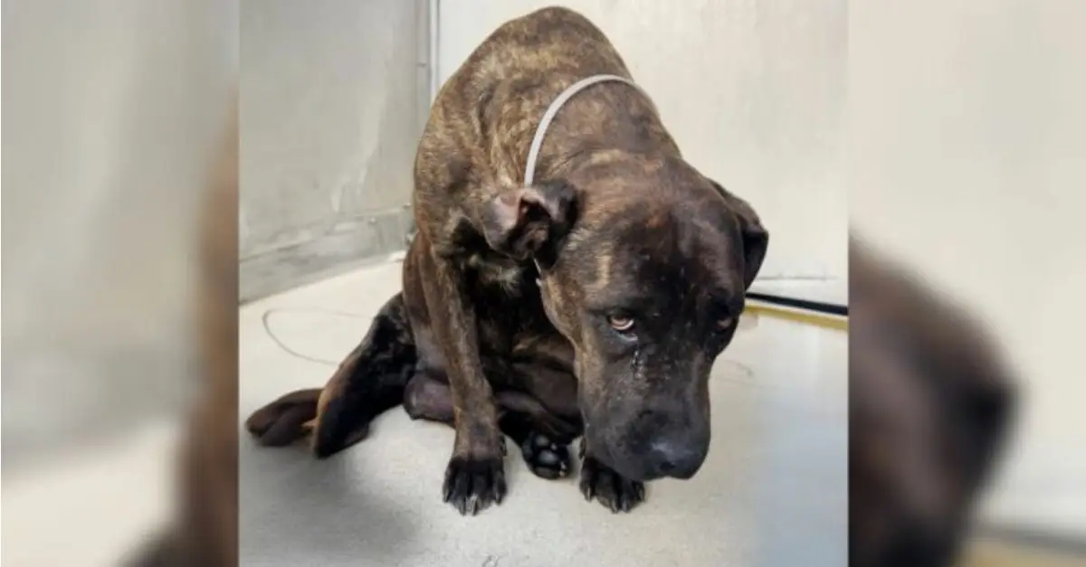 A frightened mother dog, who recently gave birth to twelve puppies in a shelter, discovers an ideal foster home