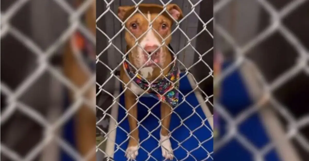 A Dog Rescued from Euthanasia at the Eleventh Hour Cannot Conceal Its Joy Following Adoption