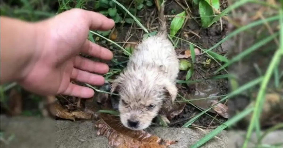 Isolated and alone, devoid of his mother’s presence, he trembled in the frigid air and pleaded for assistance