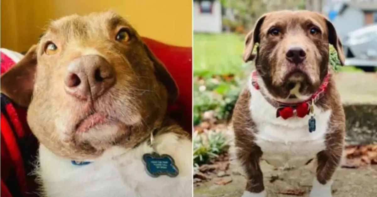 A Charming Dog, Previously Surrendered to a Shelter, Discovers an Ideal Permanent Home
