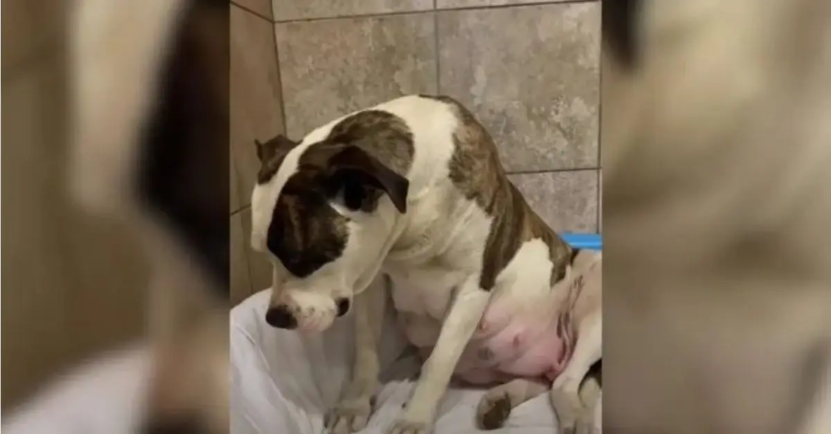 Rescuers Assist a Fearful Expectant Dog, Helping Her Understand That She Is Now Secure