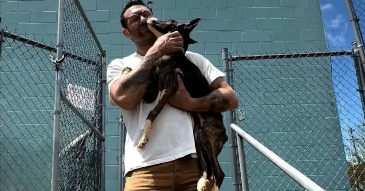 A compassionate man adopted a malnourished rescue dog, giving him a better life