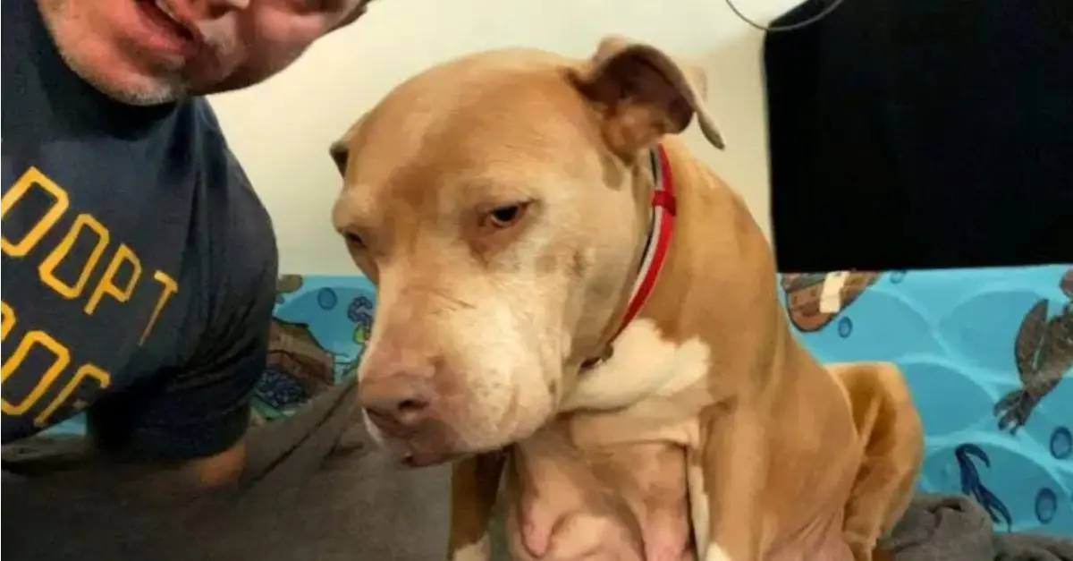 Illinois man decides to foster a pregnant stray Pittie and give her puppies a new home