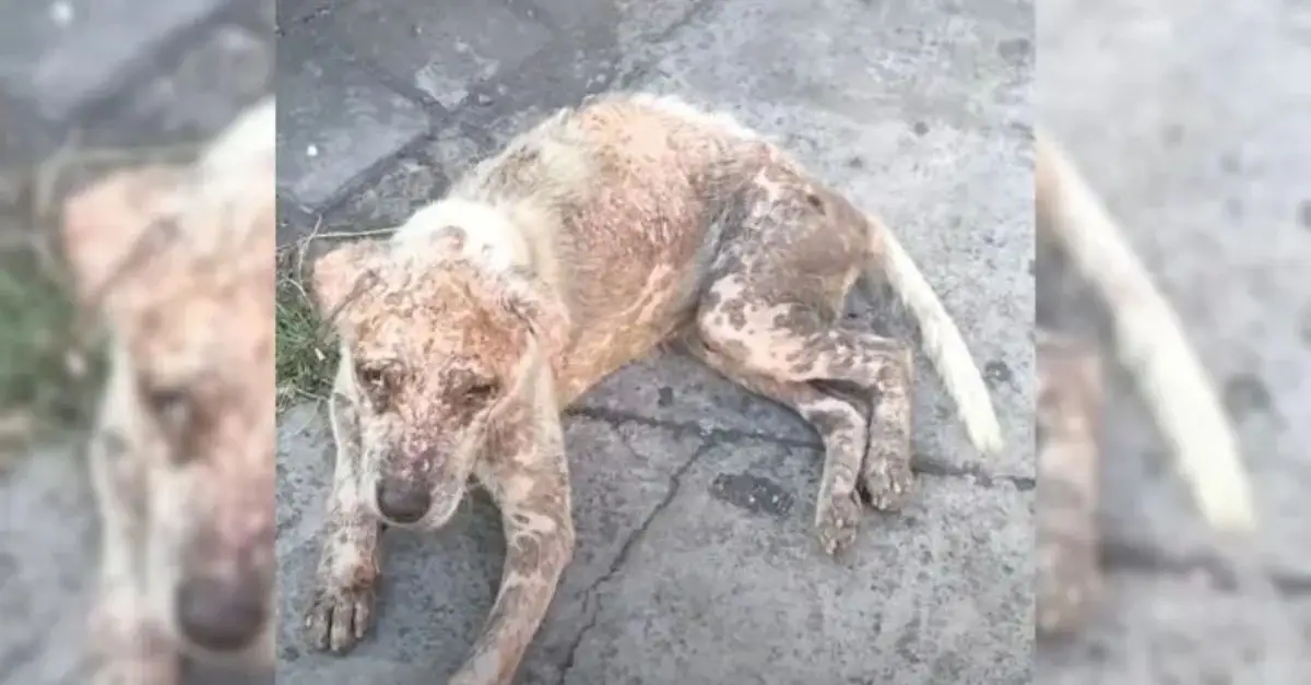 Rescuers discovered a malnourished, hairless dog and chose to provide him with a new opportunity for a better life