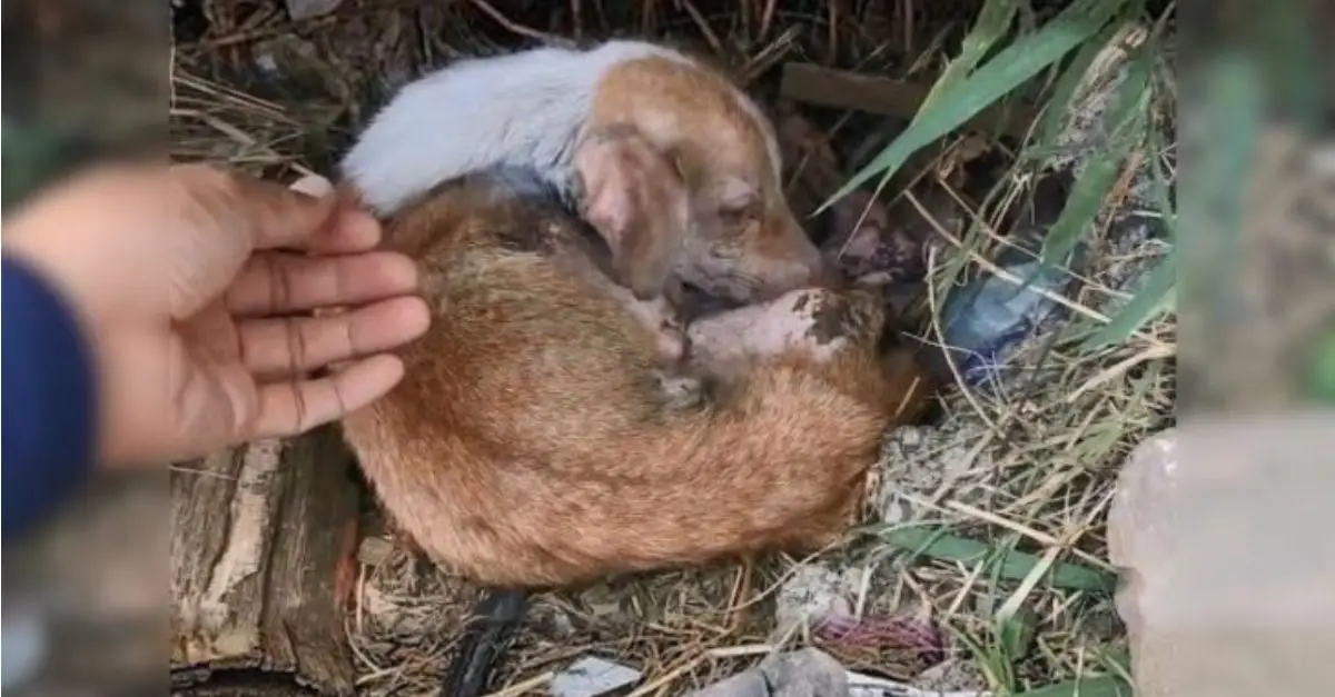 Rescuers were devastated to discover a critically undernourished dog residing adjacent to a highway
