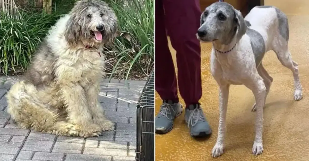 The appearance of this stray dog astonished the rescuers upon their arrival to assist him