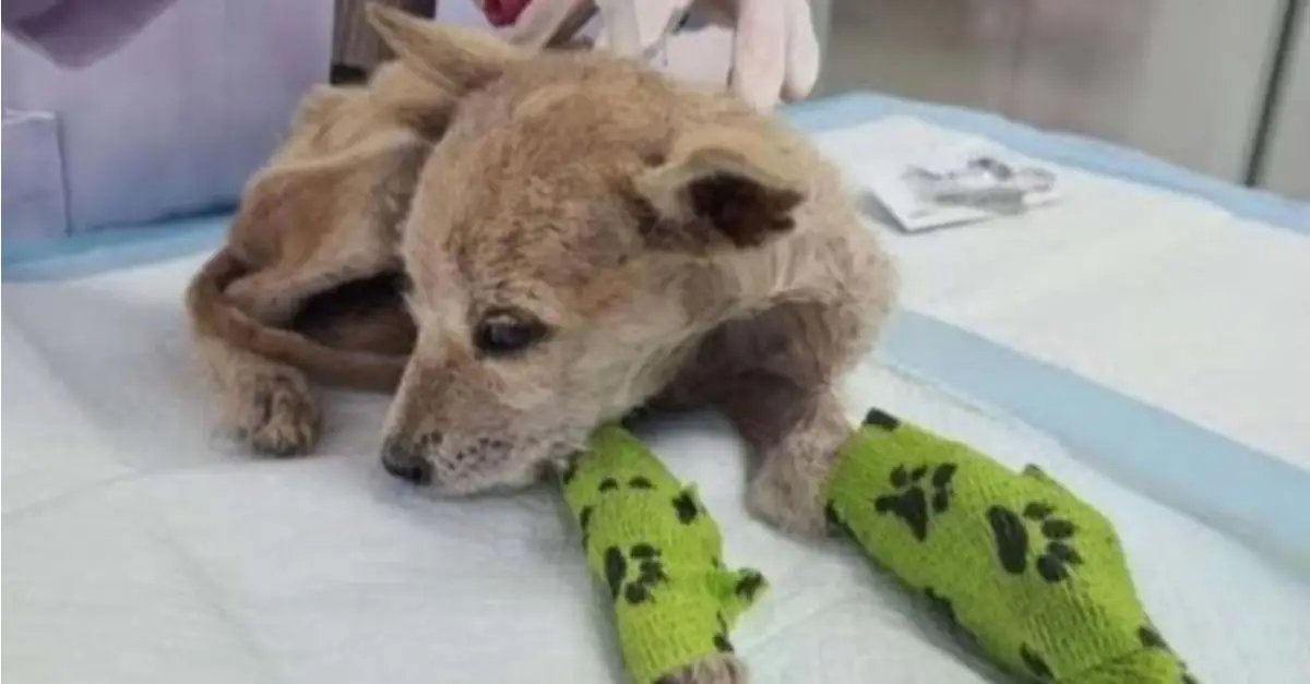 A dog that was once abandoned on the streets and left to struggle for survival has now transformed into a completely new canine
