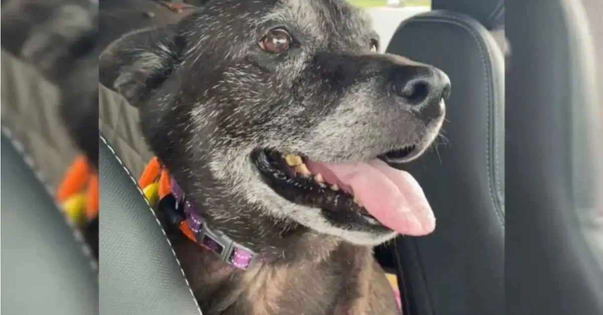 A man abandons his dog in a public restroom after nine years of companionship, driven by a deeply sorrowful circumstance