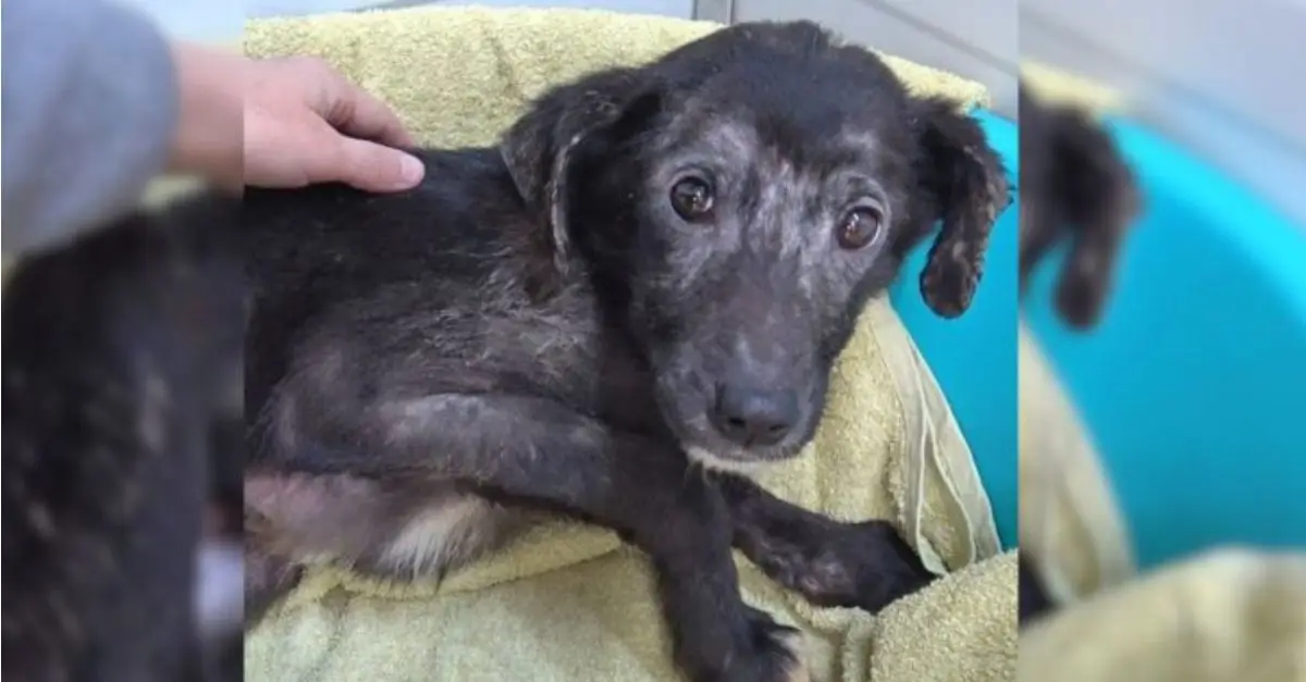 Rescuers discovered a frightened dog that trembled in the presence of others, prompting their efforts to provide assistance