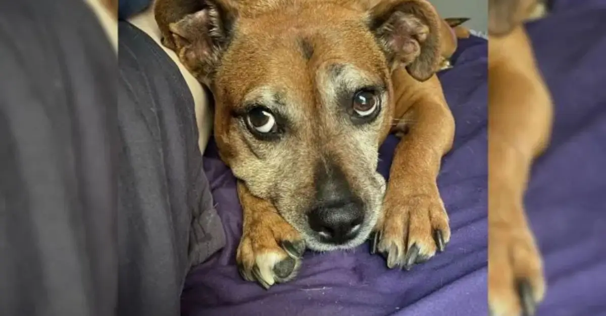 A woman rescued a dog on the verge of euthanasia, providing it with a new opportunity for life