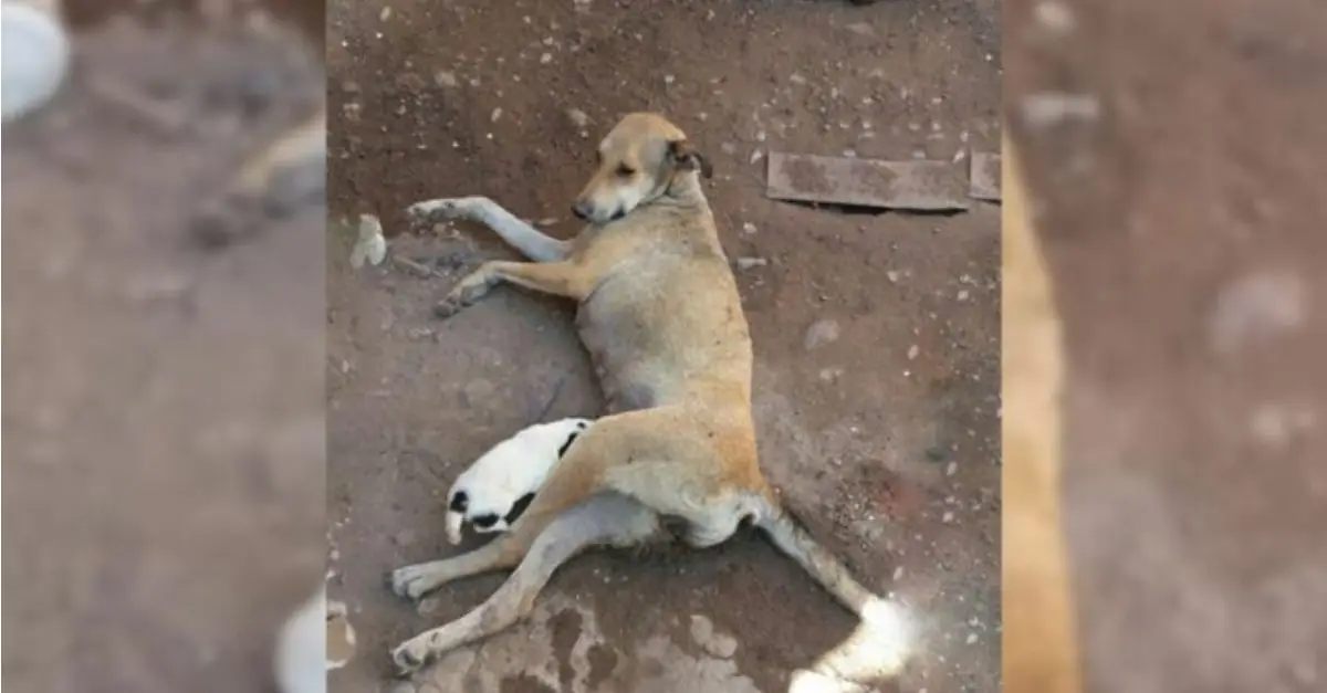 A severely injured mother dog pleaded with rescuers to save her beloved puppies