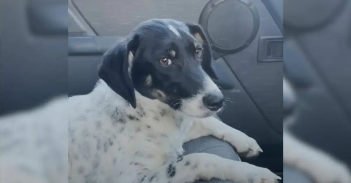 A solitary dog, having spent an extended period on the streets, ultimately discovers the warmth of love