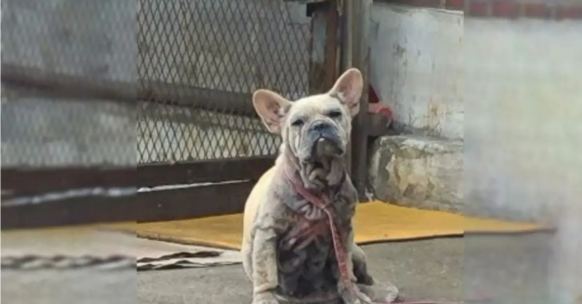 A Loyal Dog Who Waited For Her Owner For Four Years Meets Someone Who Changed Her Life