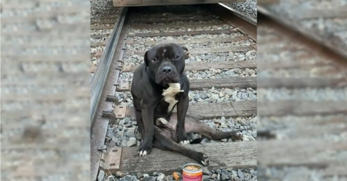 A forsaken puppy evades trains for several days after being left on the railway tracks