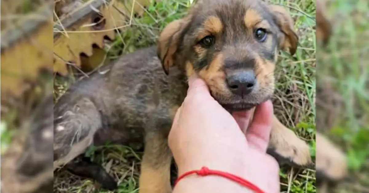 A man discovers an ill puppy residing in the woods just days before its unfortunate fate