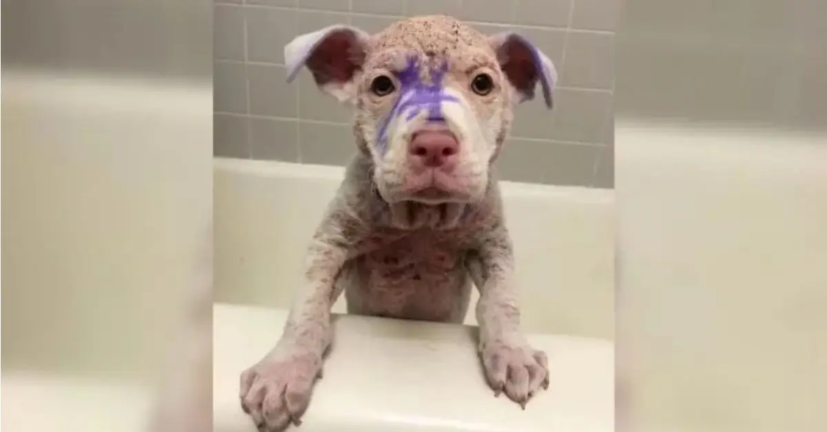 A Kind Man Rescued a Hairless Puppy and Made It Happy