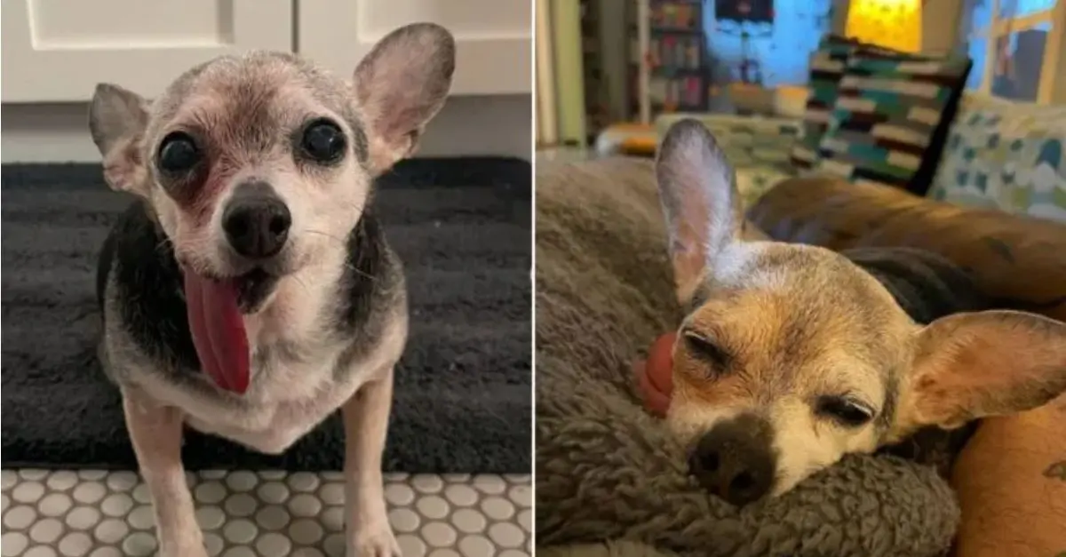 The Fascinating Behavior of This Chihuahua Will Brighten Your Day