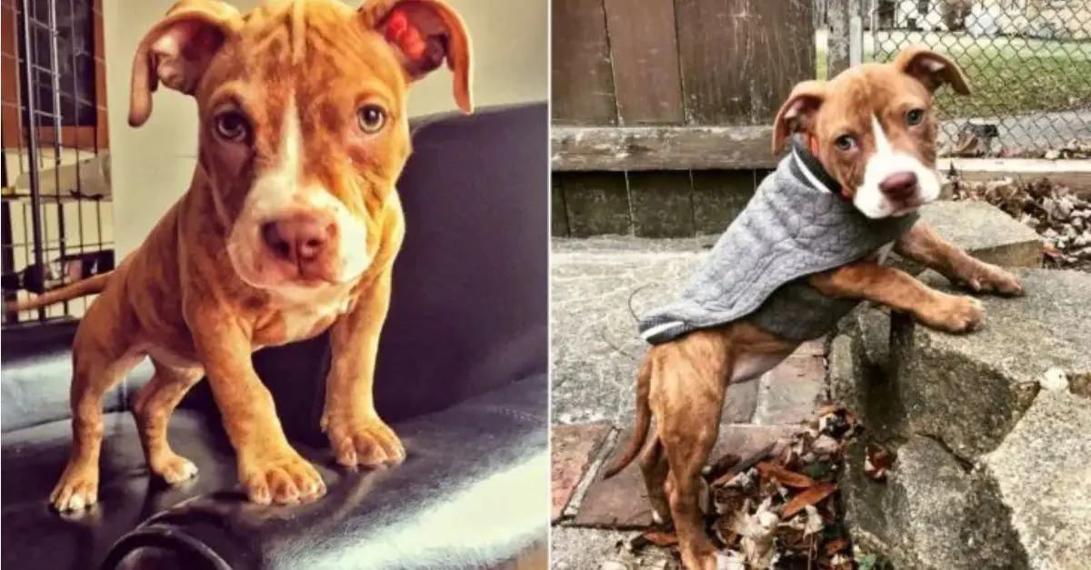 A malnourished Pit Bull with only days to live has become an incredibly adorable dog