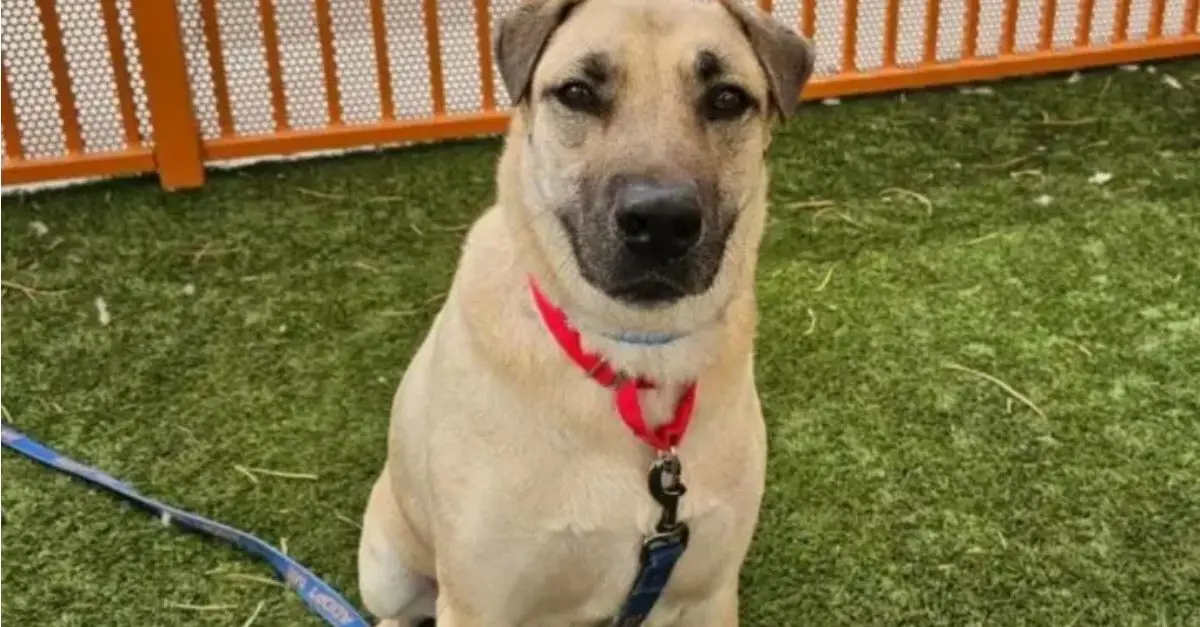 A rescue dog comes out of his shell after a day trip from the shelter