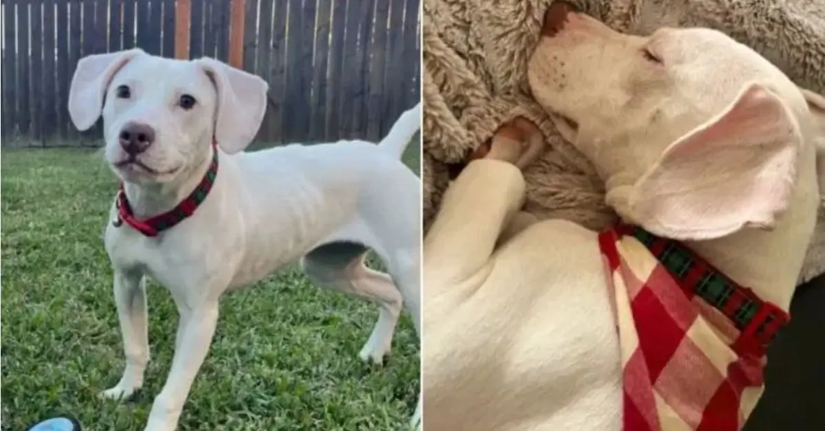 A Labrador Retriever, previously abandoned at a shelter because of its hearing impairment, has now found a caring family