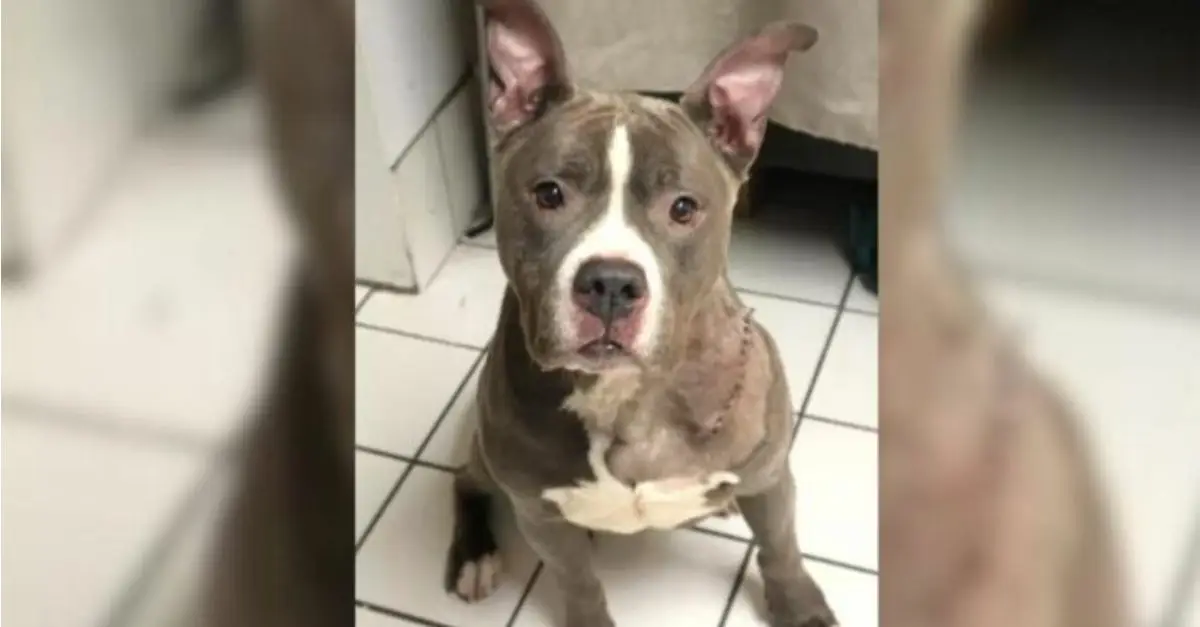 Rescuers were astonished to discover that this dog had been left behind in her home following the eviction of her owners