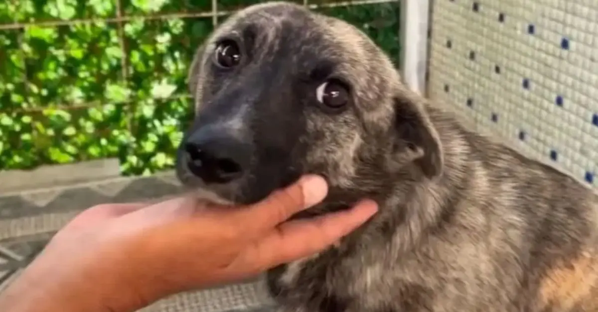 Rescuers were taken aback upon discovering that this pregnant dog had been deserted by her owners