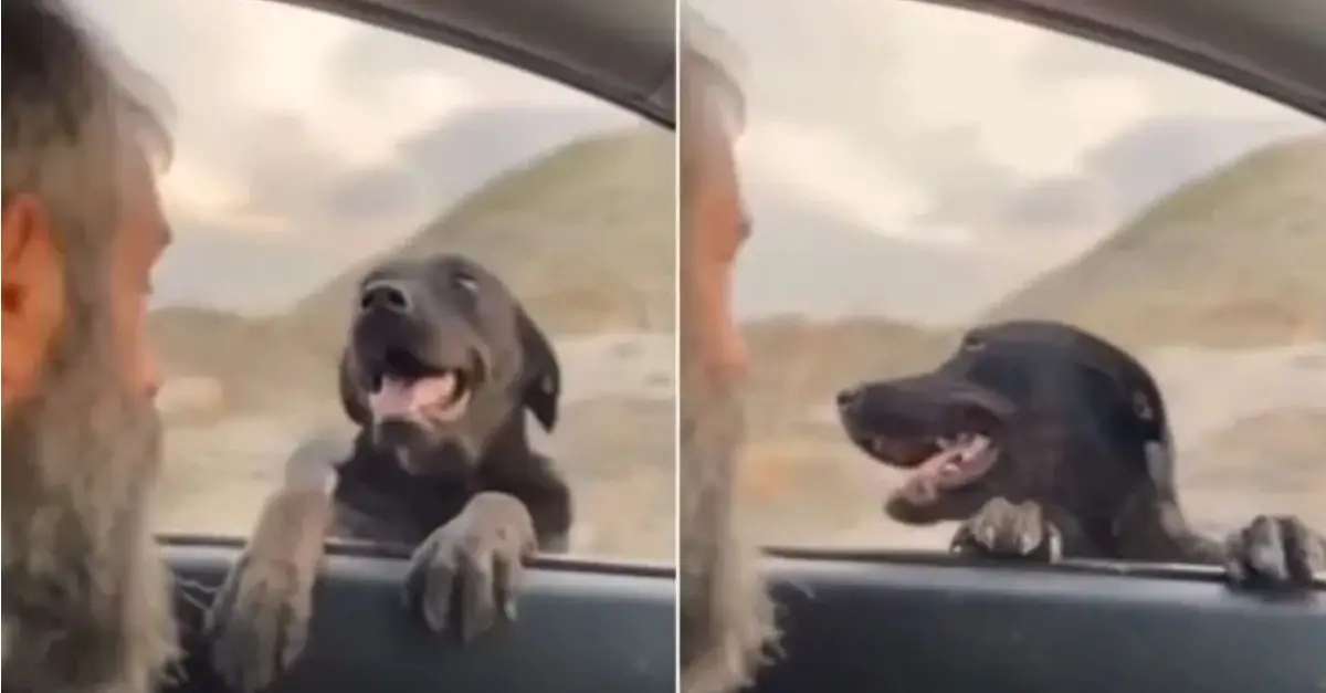 A mother dog halts the rescuer’s vehicle and unveils an extraordinary surprise