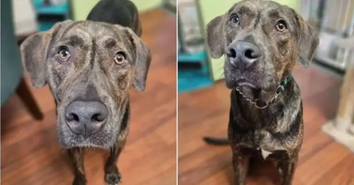 A dog experiences profound sadness as he witnesses his owners relinquish him to a shelter