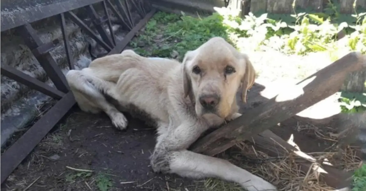 A devoted Labrador remained by his sibling’s side when their owners left them chained after relocating